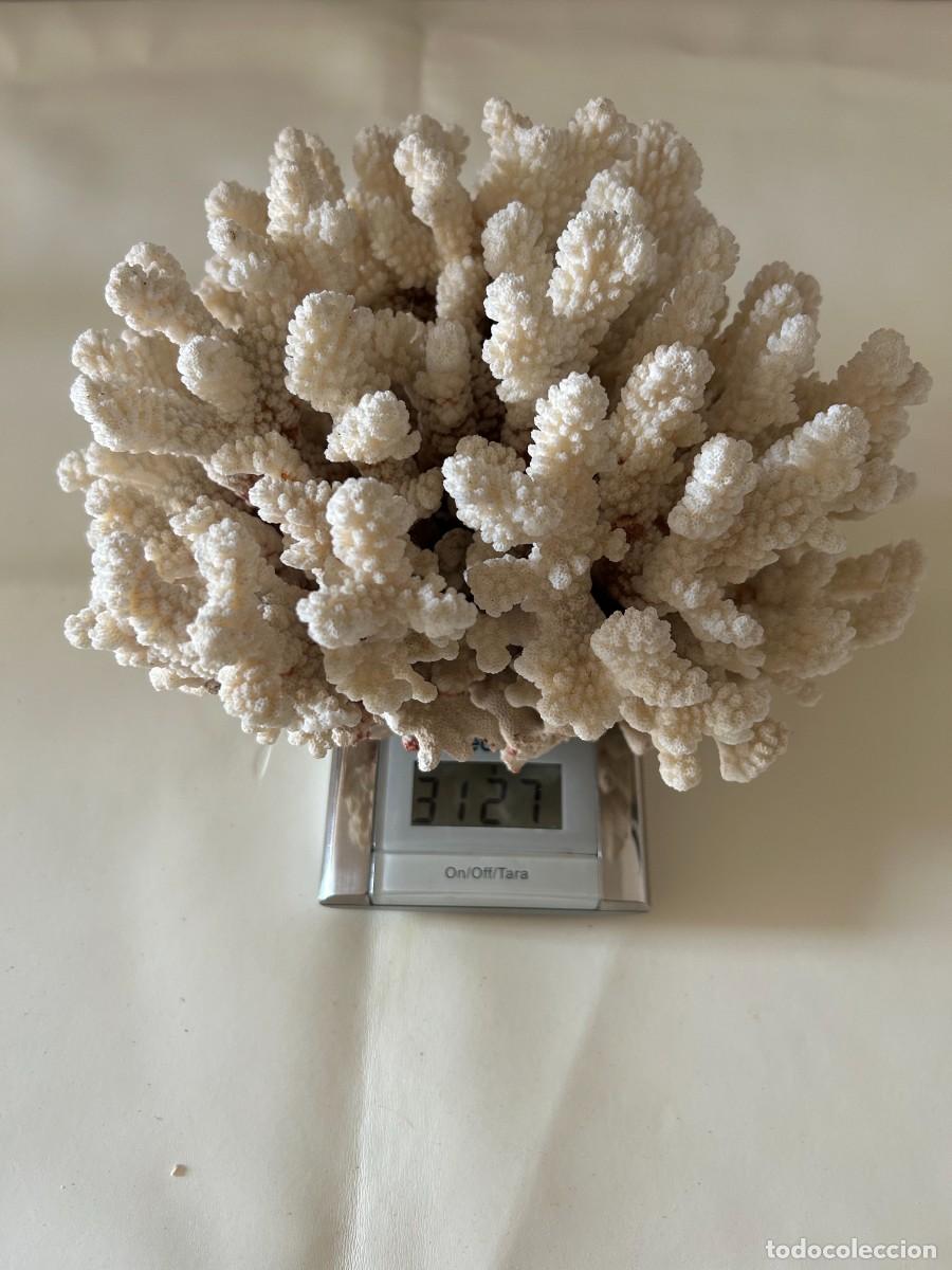 Coleccionismo de f&oacute;siles: Coral blanco. Natural - Foto 4