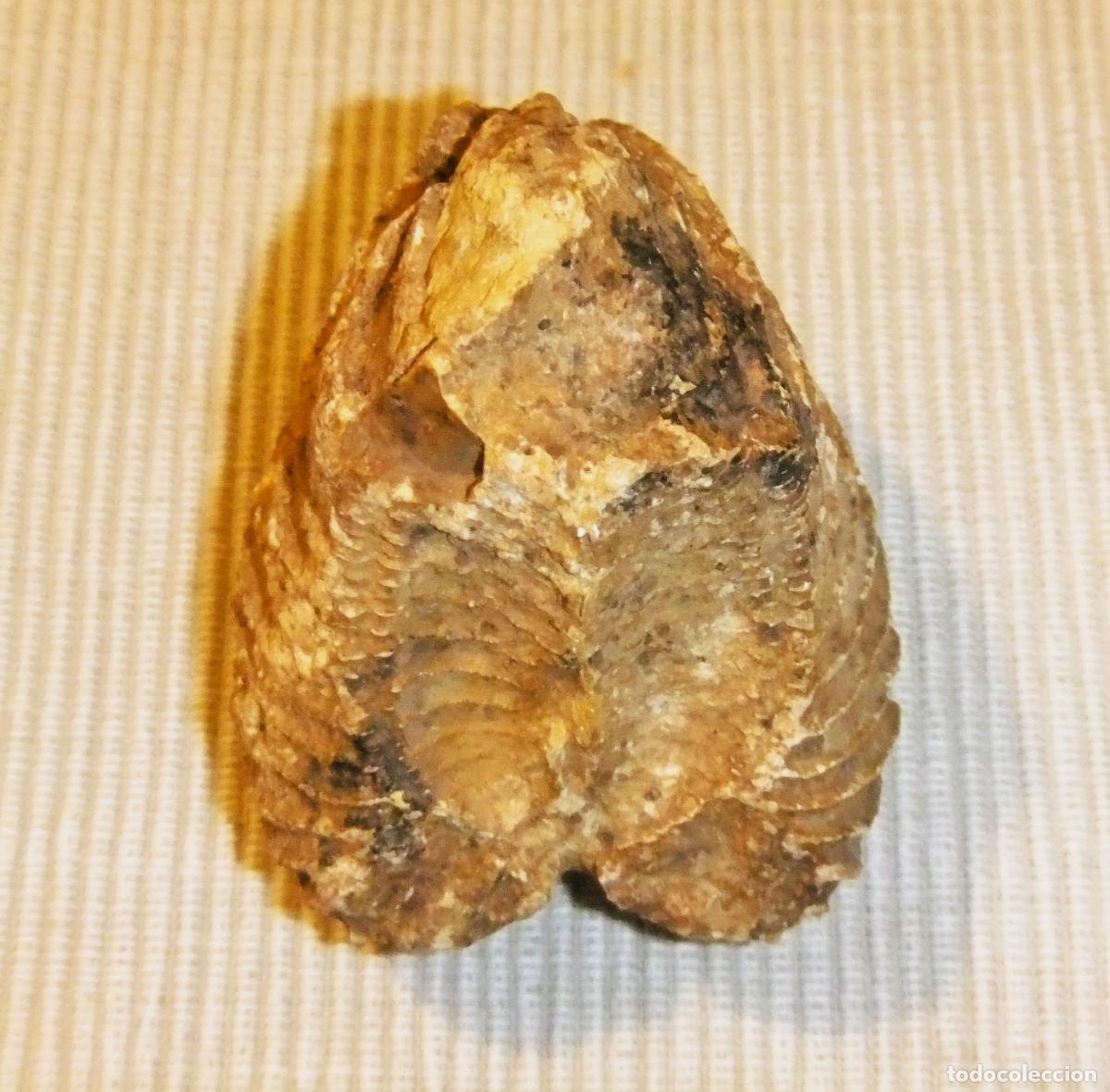 Coleccionismo de f&oacute;siles: FOSIL DE PTEROTRIGONIA - Foto 5