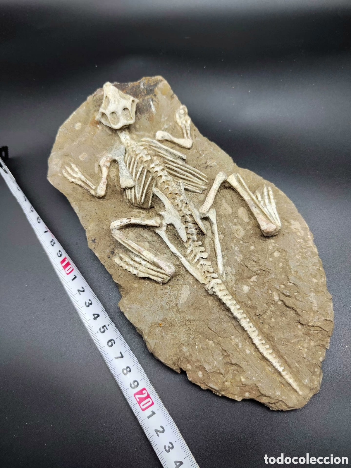 Coleccionismo de f&oacute;siles: F&oacute;sil de Psittacosaurus - 25cm - Foto 2