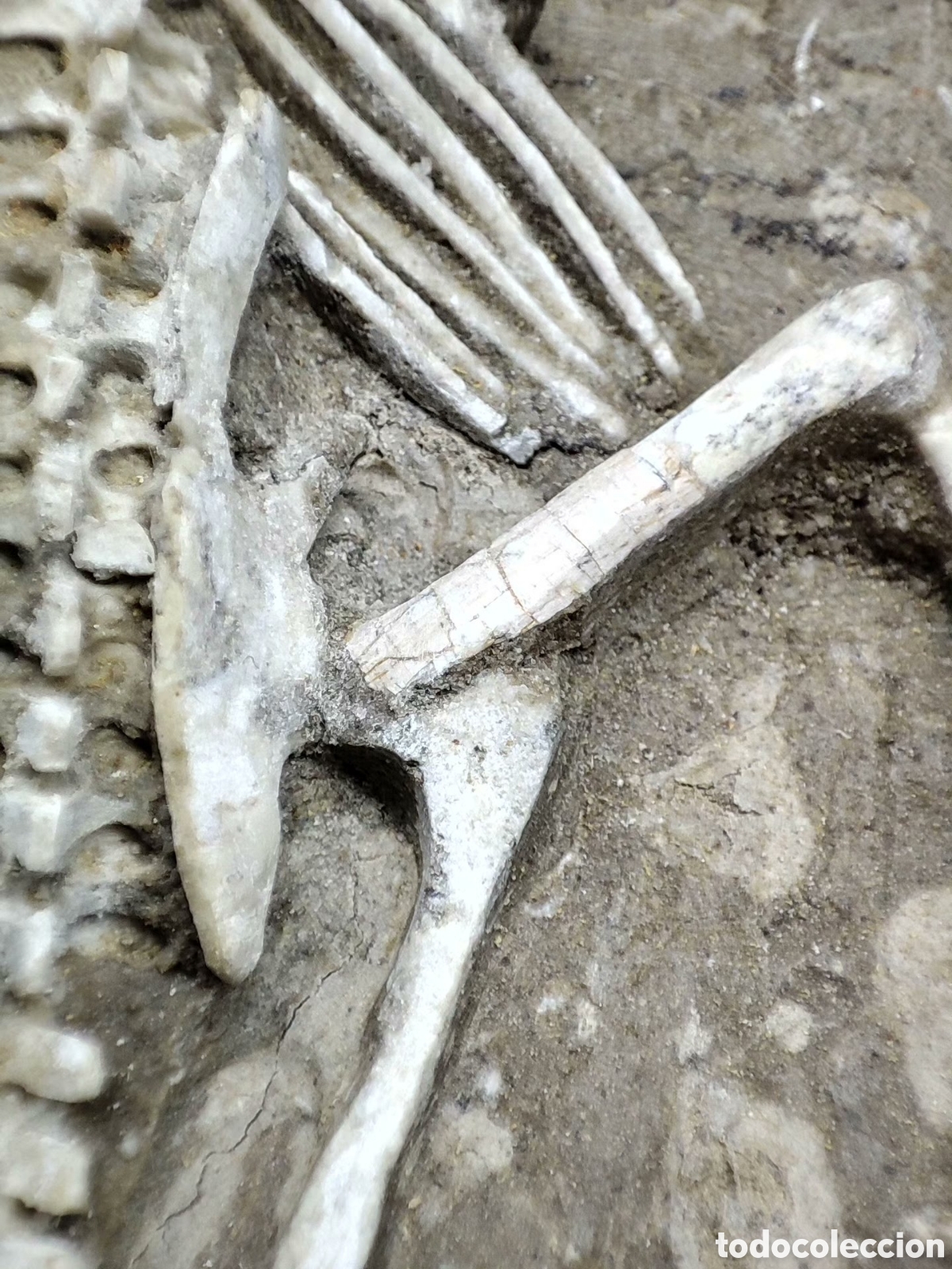 Coleccionismo de f&oacute;siles: F&oacute;sil de Psittacosaurus - 25cm - Foto 3