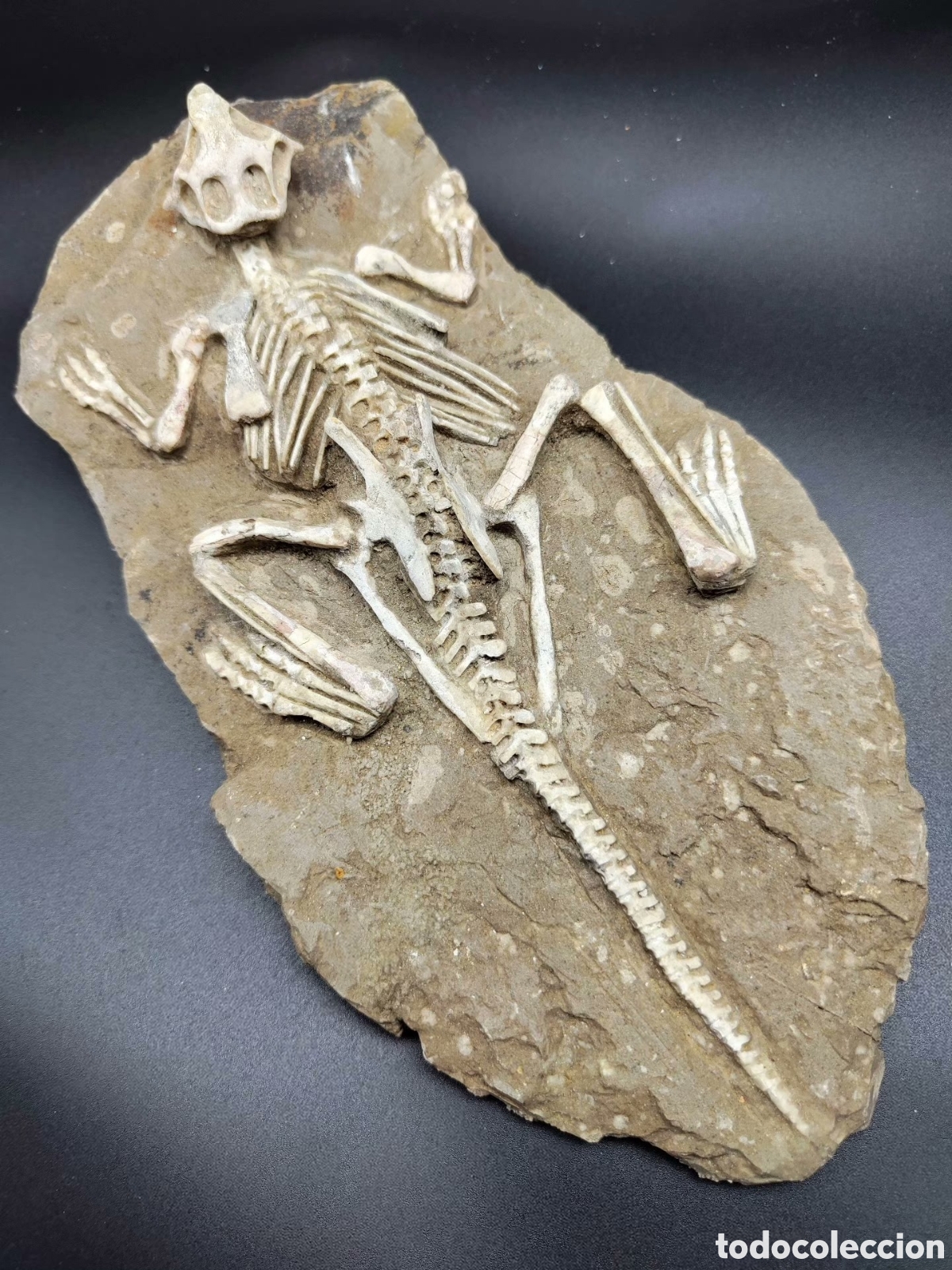 Coleccionismo de f&oacute;siles: F&oacute;sil de Psittacosaurus - 25cm - Foto 4