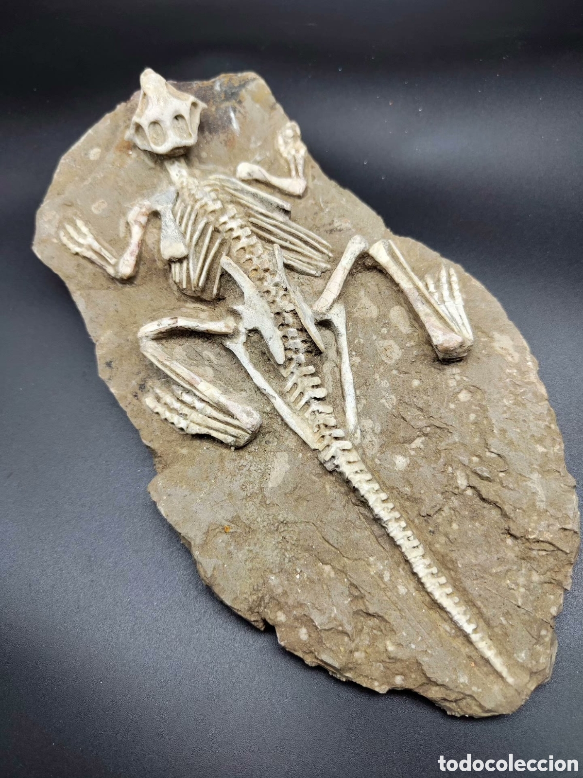 Coleccionismo de f&oacute;siles: F&oacute;sil de Psittacosaurus - 25cm - Foto 1
