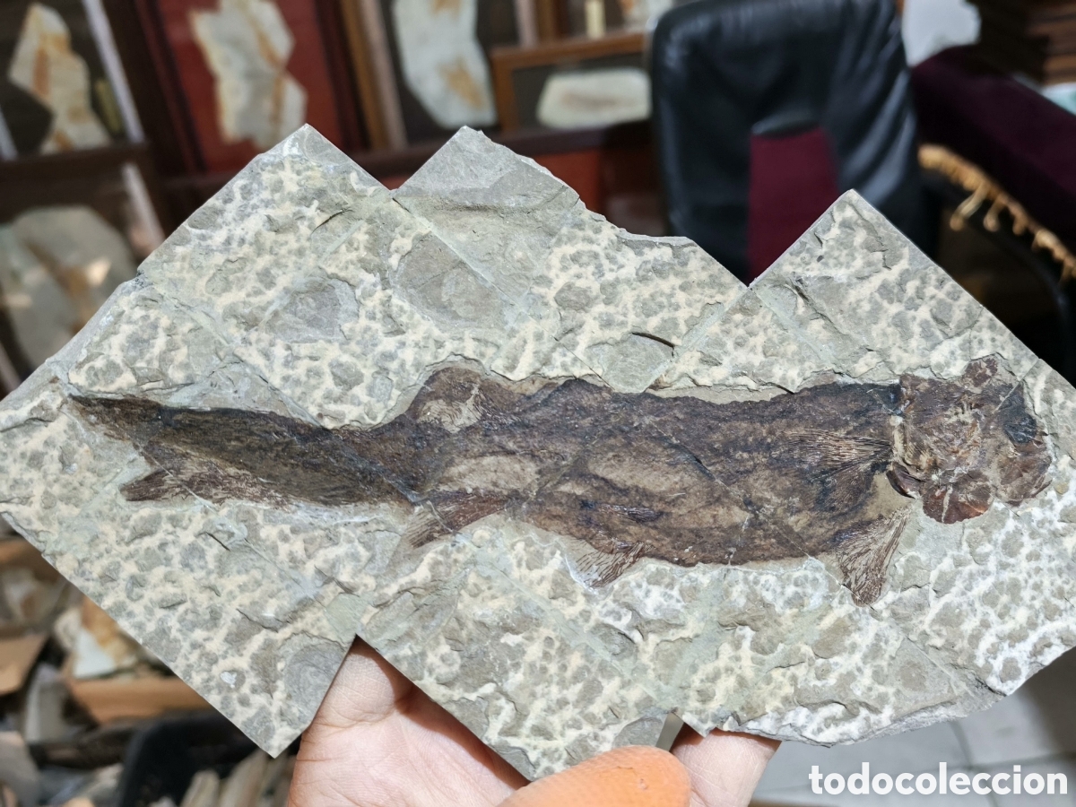 Coleccionismo de f&oacute;siles: F&oacute;siles de esturi&oacute;n-20cm - Foto 1