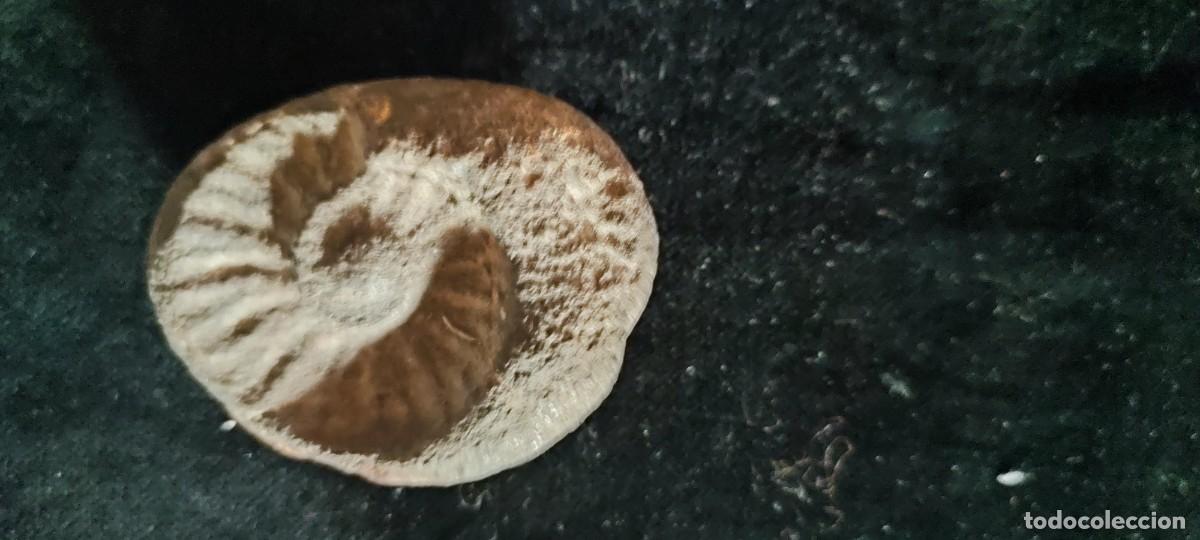 Coleccionismo de f&oacute;siles: F&oacute;sil de Ammonites en matriz - Foto 1