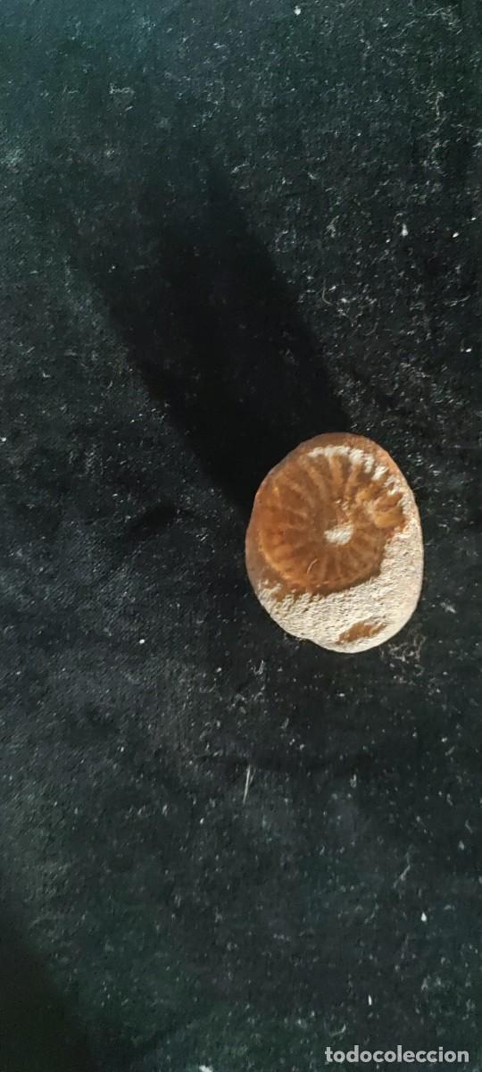 Coleccionismo de f&oacute;siles: F&oacute;sil de Ammonites en matriz - Foto 2