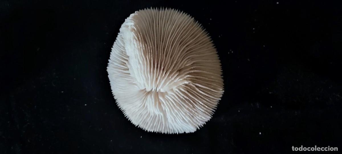 Coleccionismo de f&oacute;siles: F&oacute;sil de coral blanco en forma de hongo - Foto 1