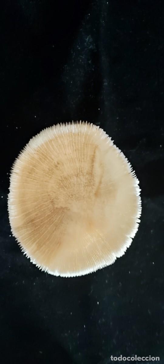 Coleccionismo de f&oacute;siles: F&oacute;sil de coral blanco en forma de hongo - Foto 2