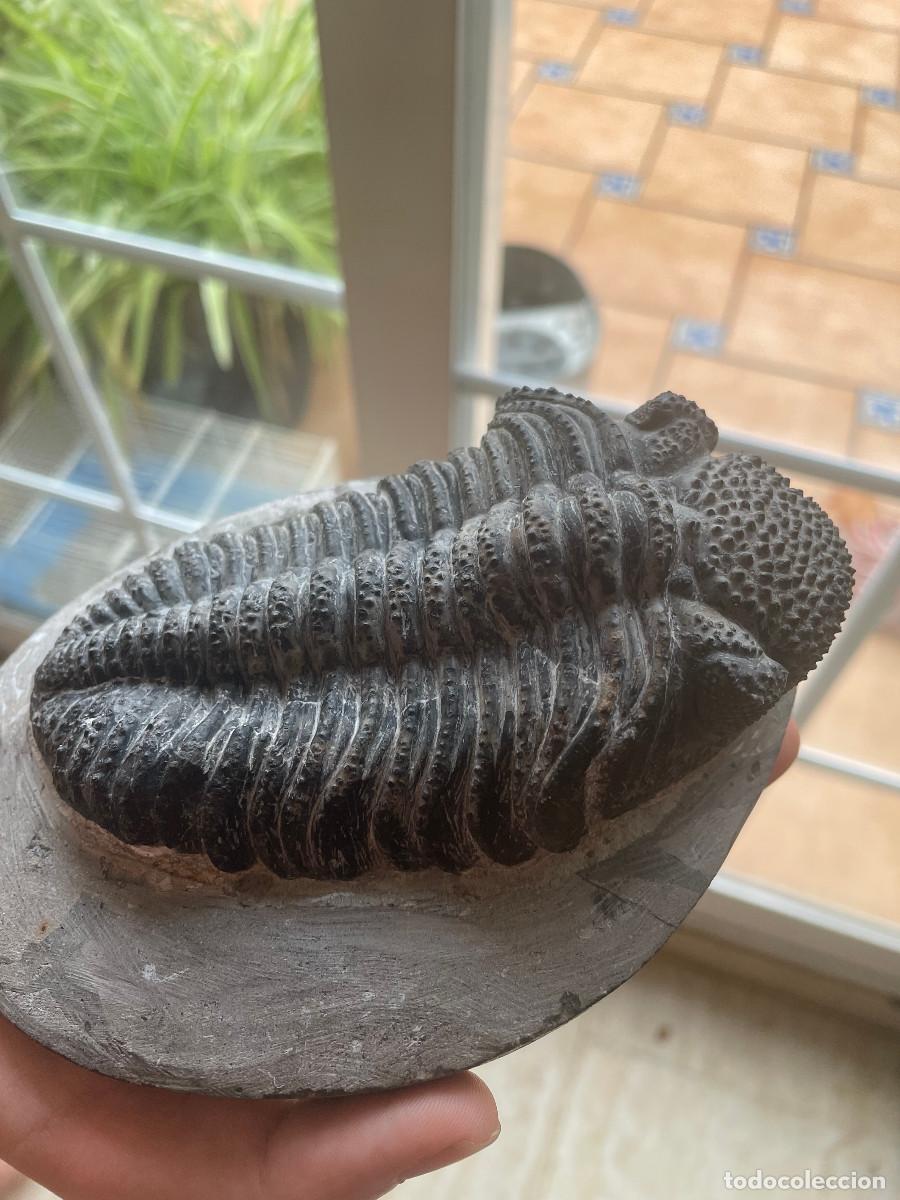 Coleccionismo de f&oacute;siles: Trilobites Drotops Magalomanicus - Foto 1