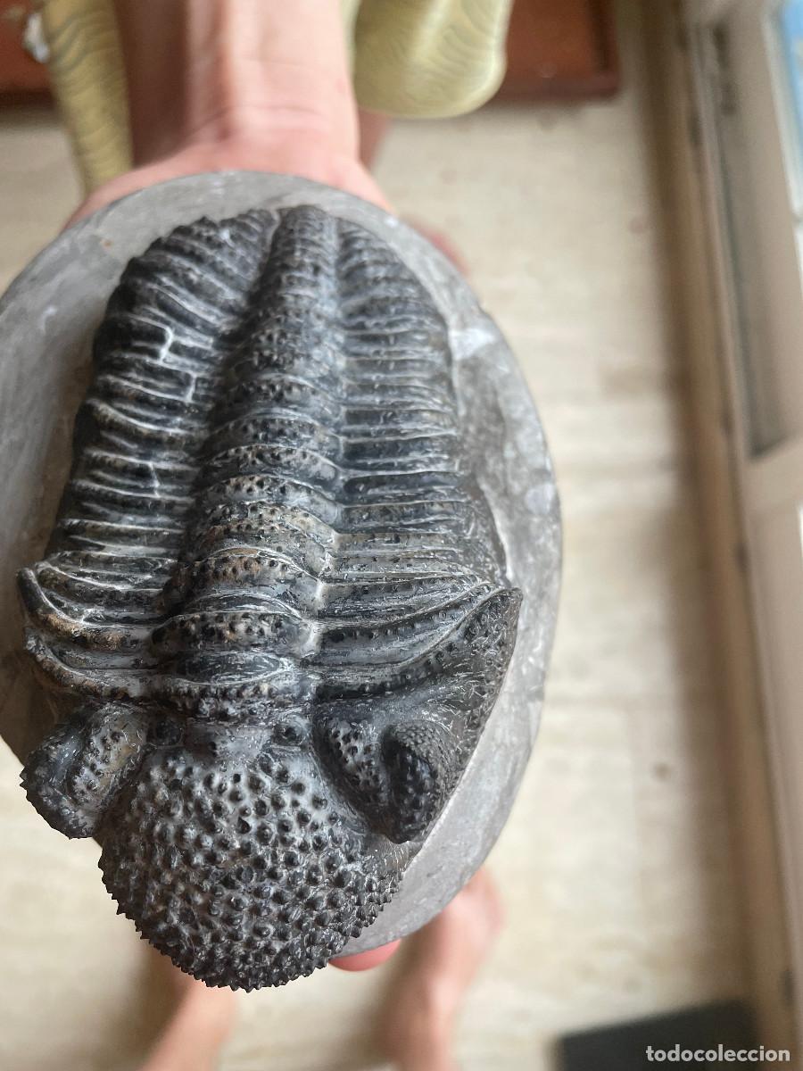 Coleccionismo de f&oacute;siles: Trilobites Drotops Magalomanicus - Foto 2