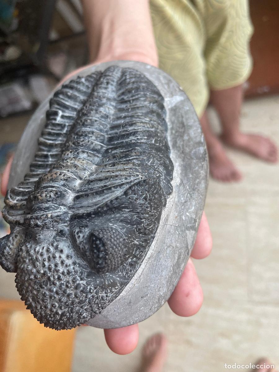 Coleccionismo de f&oacute;siles: Trilobites Drotops Magalomanicus - Foto 3