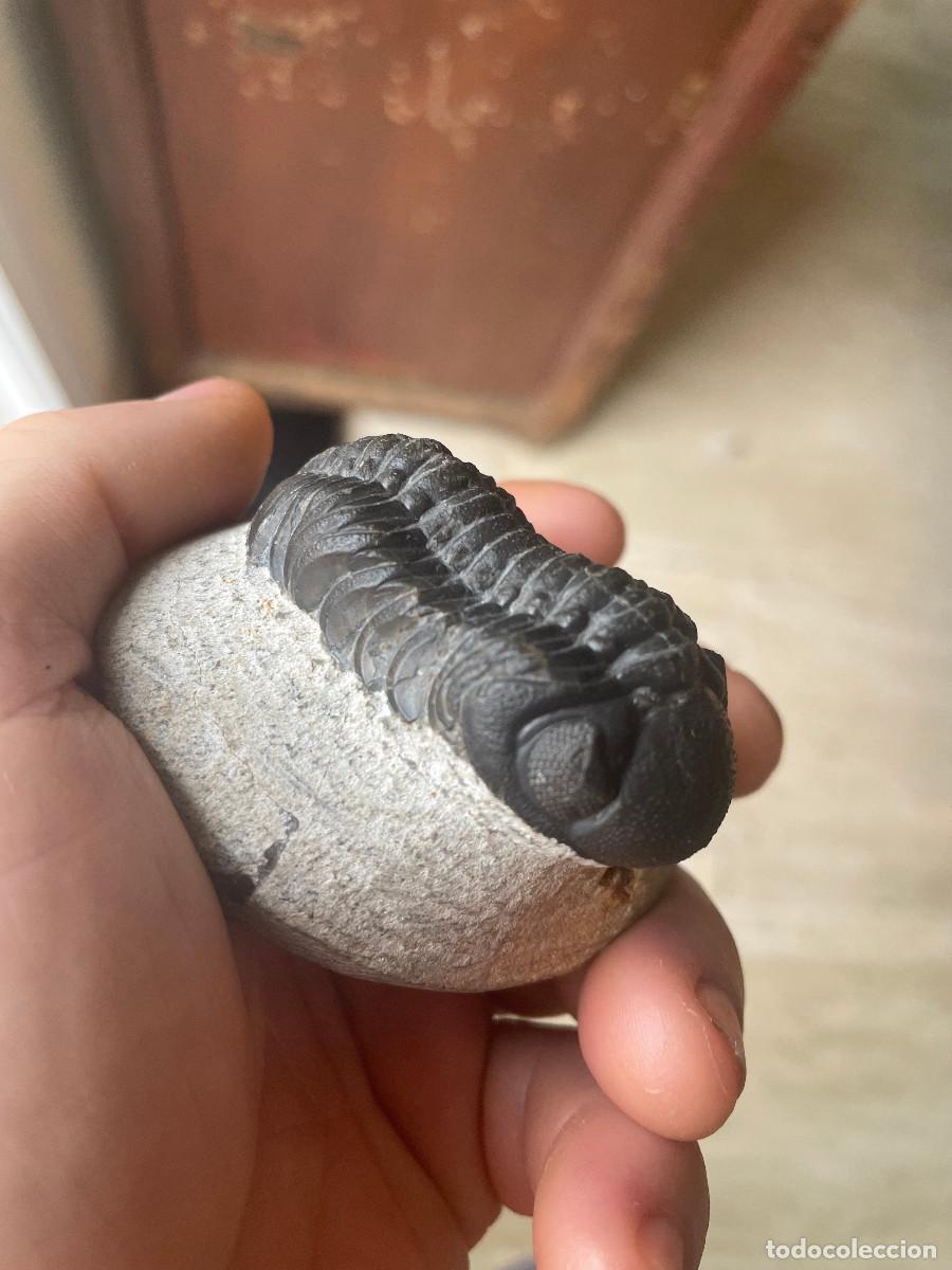 Coleccionismo de f&oacute;siles: Trilobites Morocops 5cm - Foto 1
