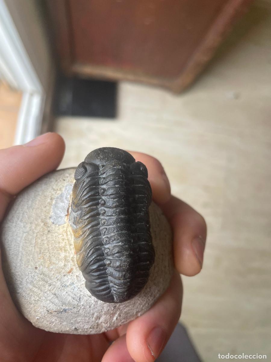 Coleccionismo de f&oacute;siles: Trilobites Morocops 5cm - Foto 2