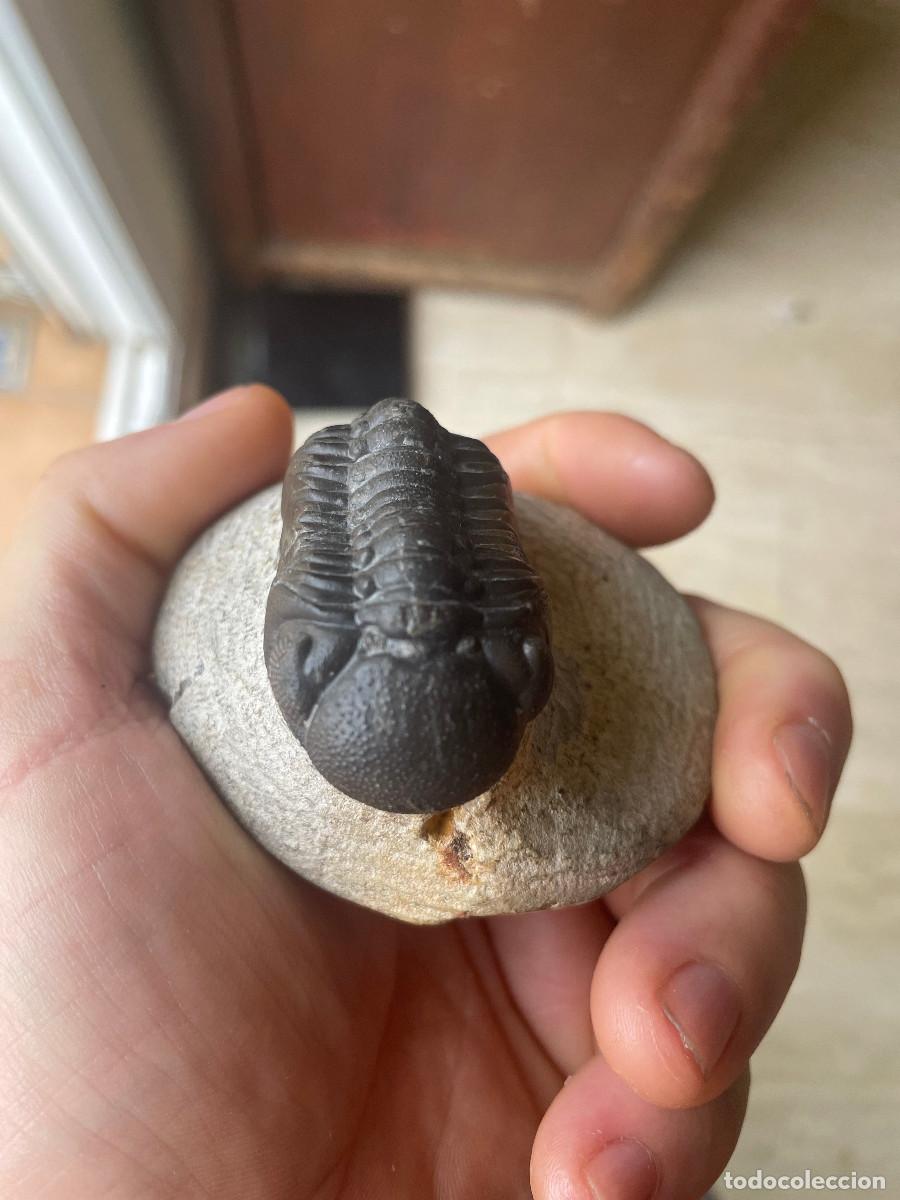Coleccionismo de f&oacute;siles: Trilobites Morocops 5cm - Foto 3