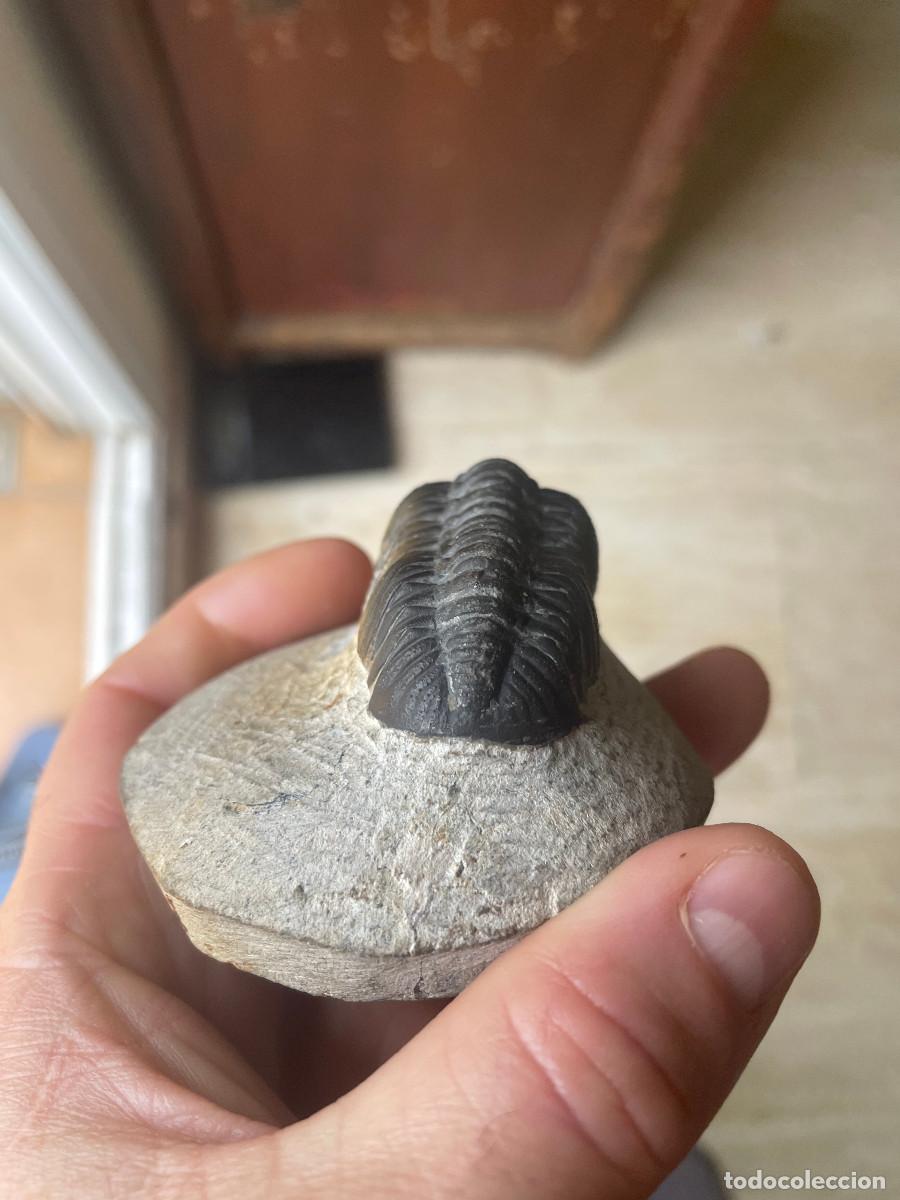 Coleccionismo de f&oacute;siles: Trilobites Morocops 5cm - Foto 4