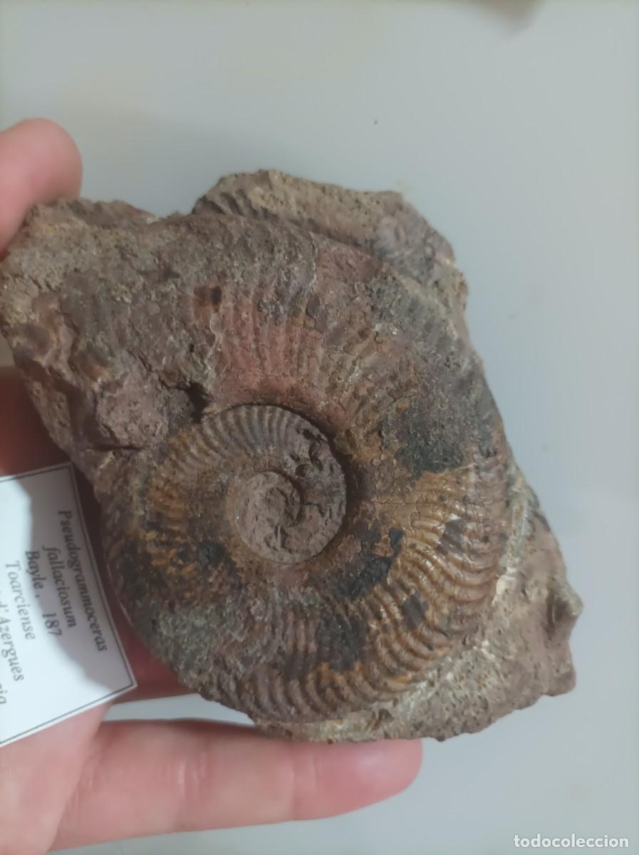 Coleccionismo de f&oacute;siles: F&oacute;siles pseudogramoceras fallaciosum - Foto 2