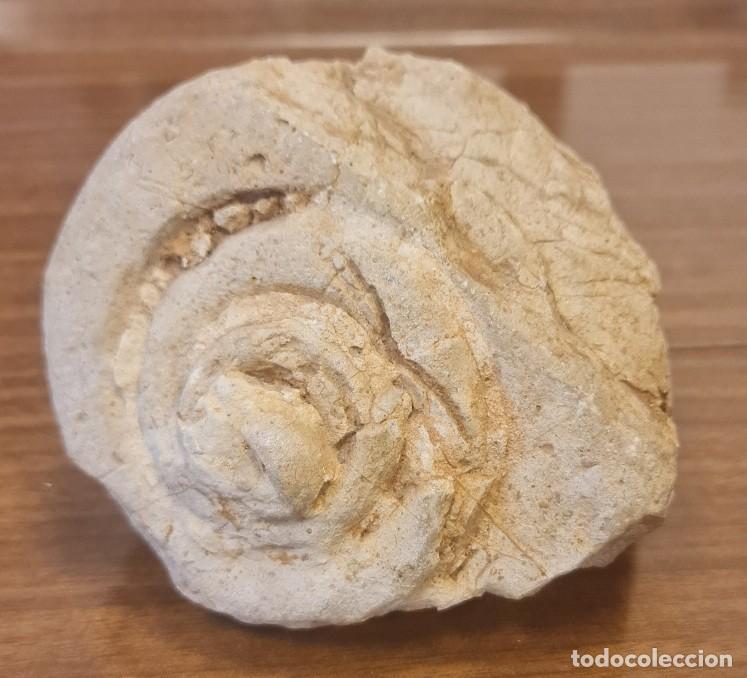 Coleccionismo de f&oacute;siles: F&oacute;sil Ammonite Nautilus - Foto 1