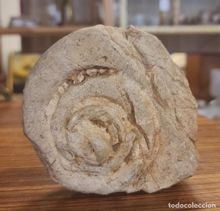 Coleccionismo de f&oacute;siles: F&oacute;sil Ammonite Nautilus - Foto 2