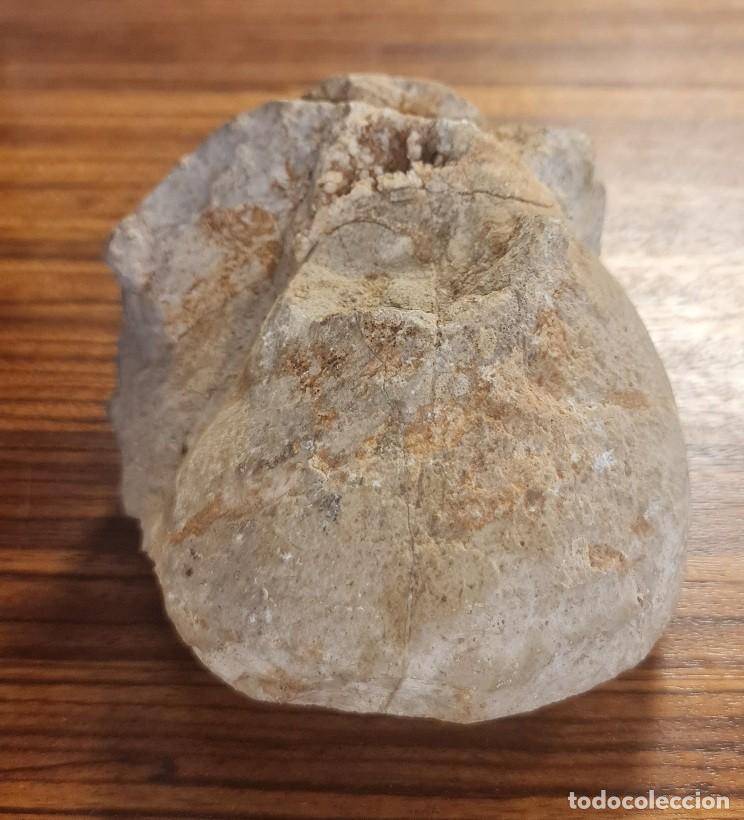 Coleccionismo de f&oacute;siles: F&oacute;sil Ammonite Nautilus - Foto 3