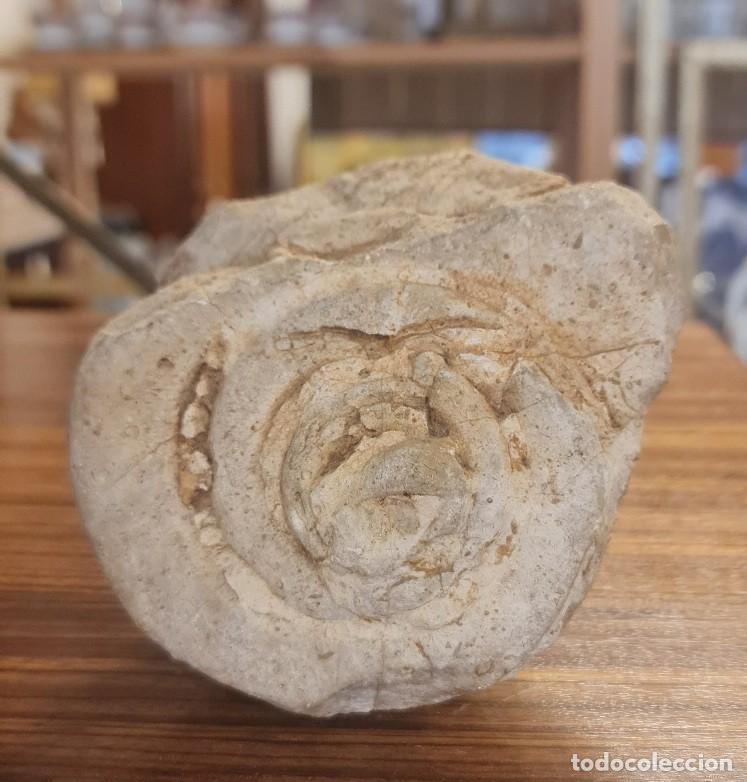 Coleccionismo de f&oacute;siles: F&oacute;sil Ammonite Nautilus - Foto 4