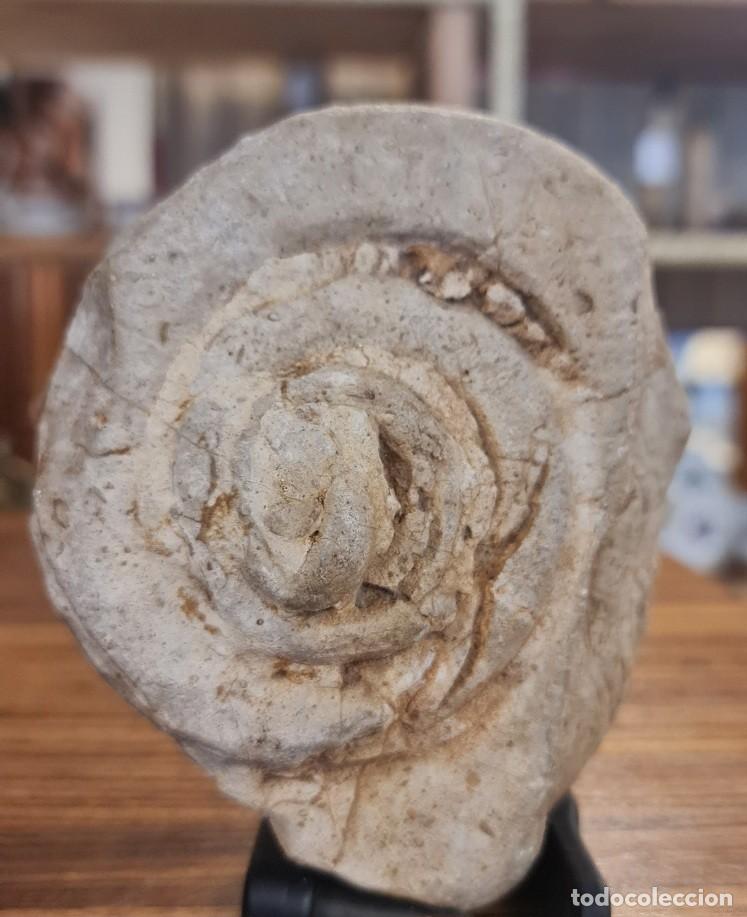 Coleccionismo de f&oacute;siles: F&oacute;sil Ammonite Nautilus - Foto 5
