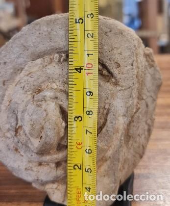 Coleccionismo de f&oacute;siles: F&oacute;sil Ammonite Nautilus - Foto 6