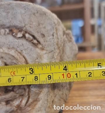 Coleccionismo de f&oacute;siles: F&oacute;sil Ammonite Nautilus - Foto 7
