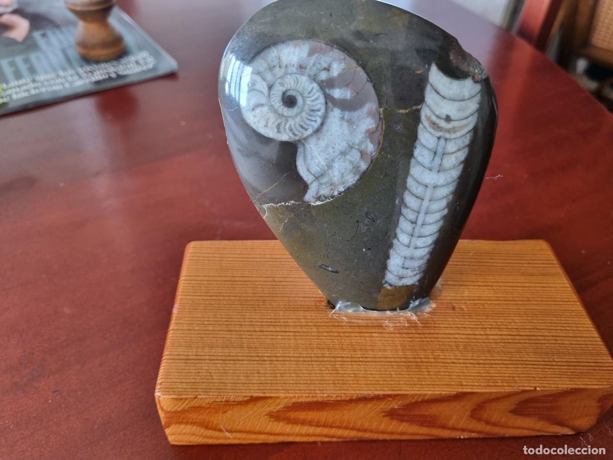 Coleccionismo de f&oacute;siles: Ortoceras y ammonites - Foto 1