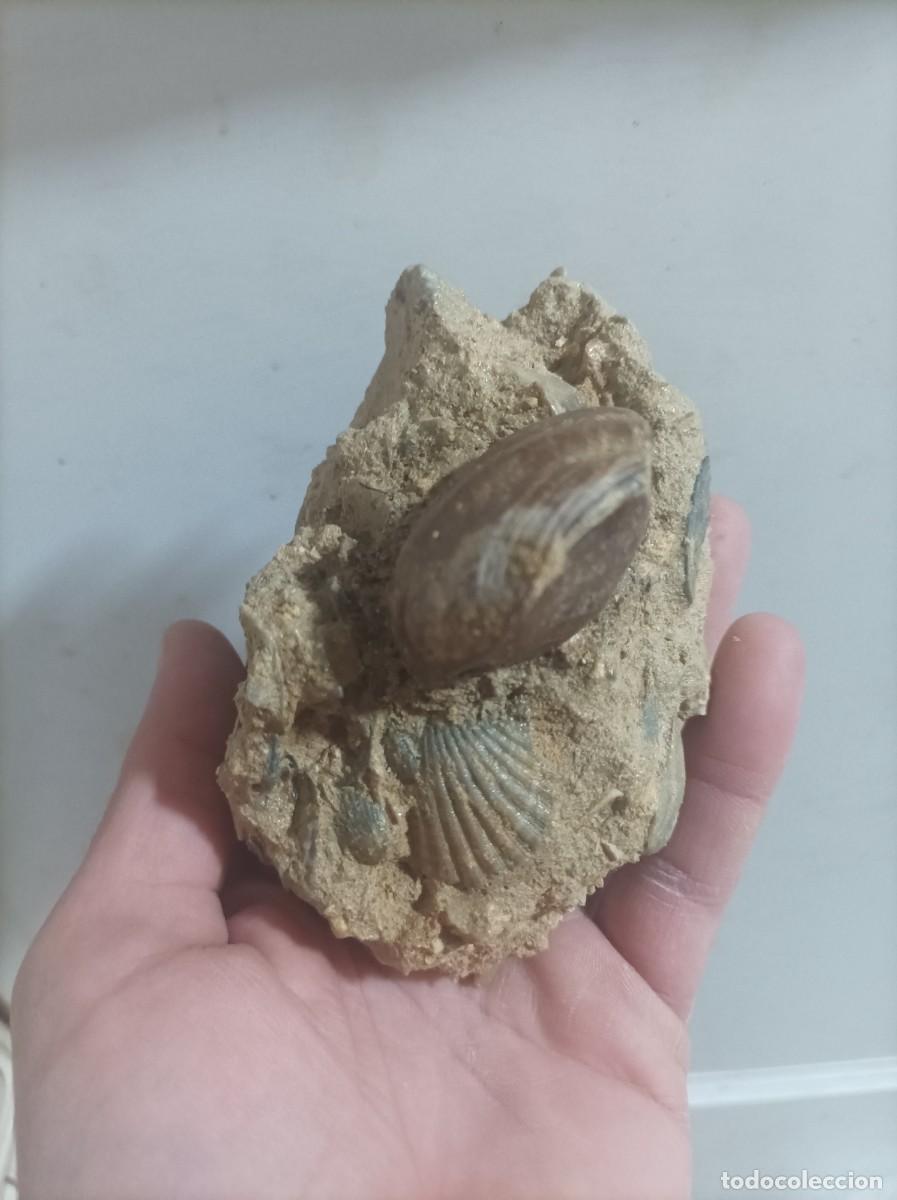 Coleccionismo de f&oacute;siles: Placa pecten y terebratula scillae - Foto 1