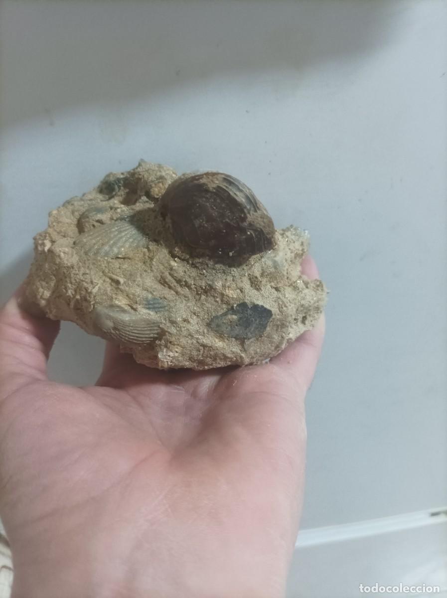 Coleccionismo de f&oacute;siles: Placa pecten y terebratula scillae - Foto 2