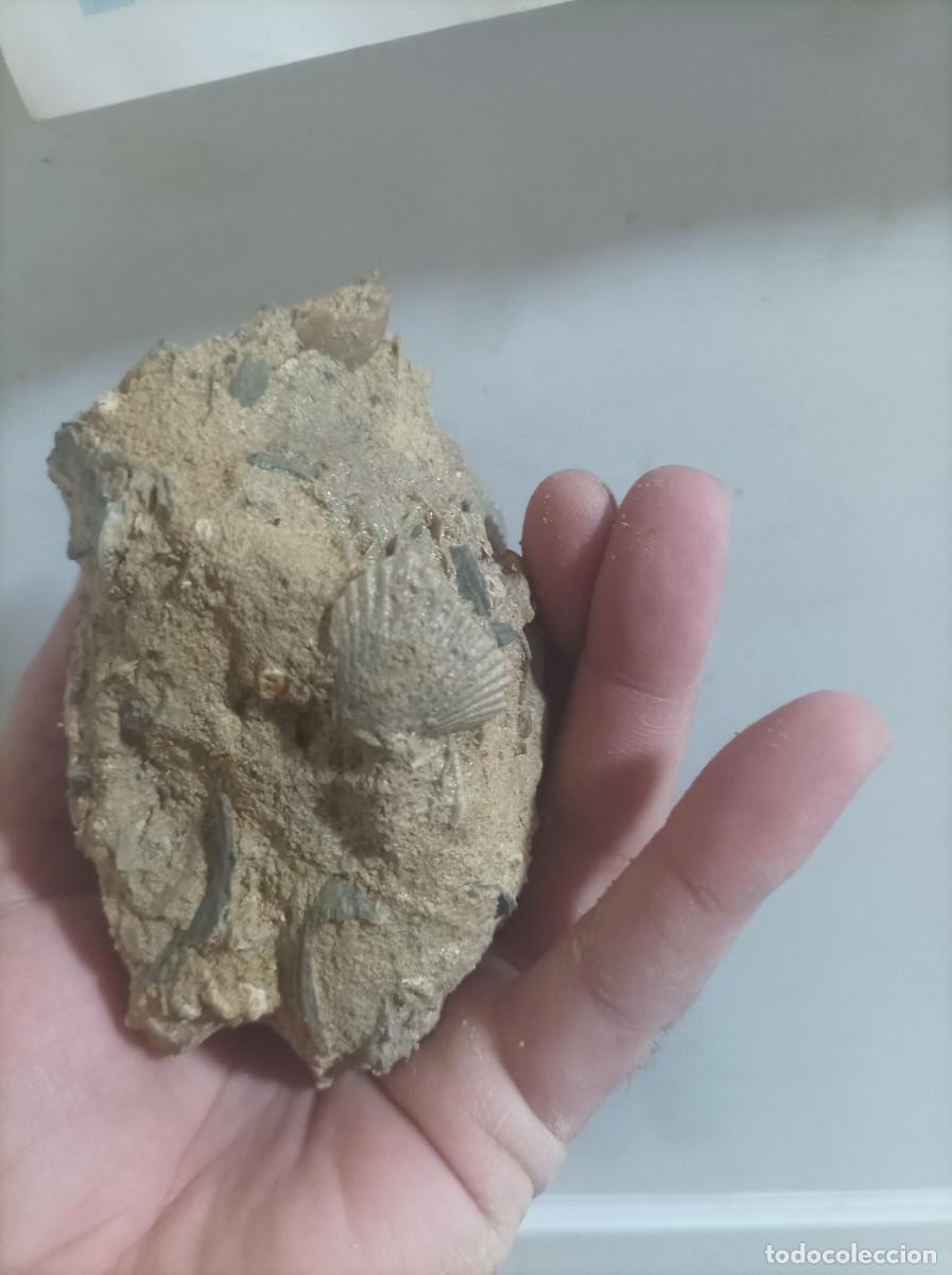 Coleccionismo de f&oacute;siles: Placa pecten y terebratula scillae - Foto 3