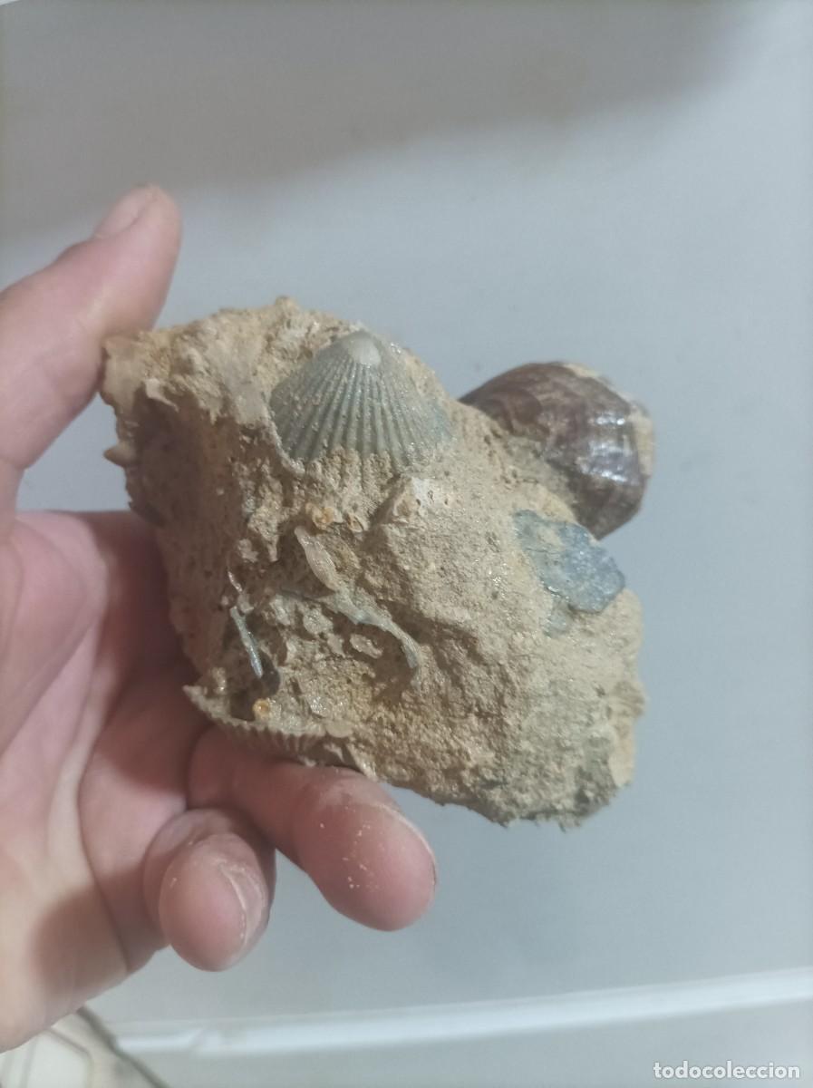 Coleccionismo de f&oacute;siles: Placa pecten y terebratula scillae - Foto 4