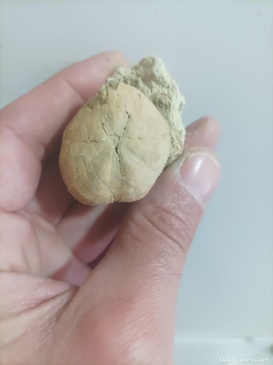 Coleccionismo de f&oacute;siles: F&oacute;siles brisus unicolor - Foto 1
