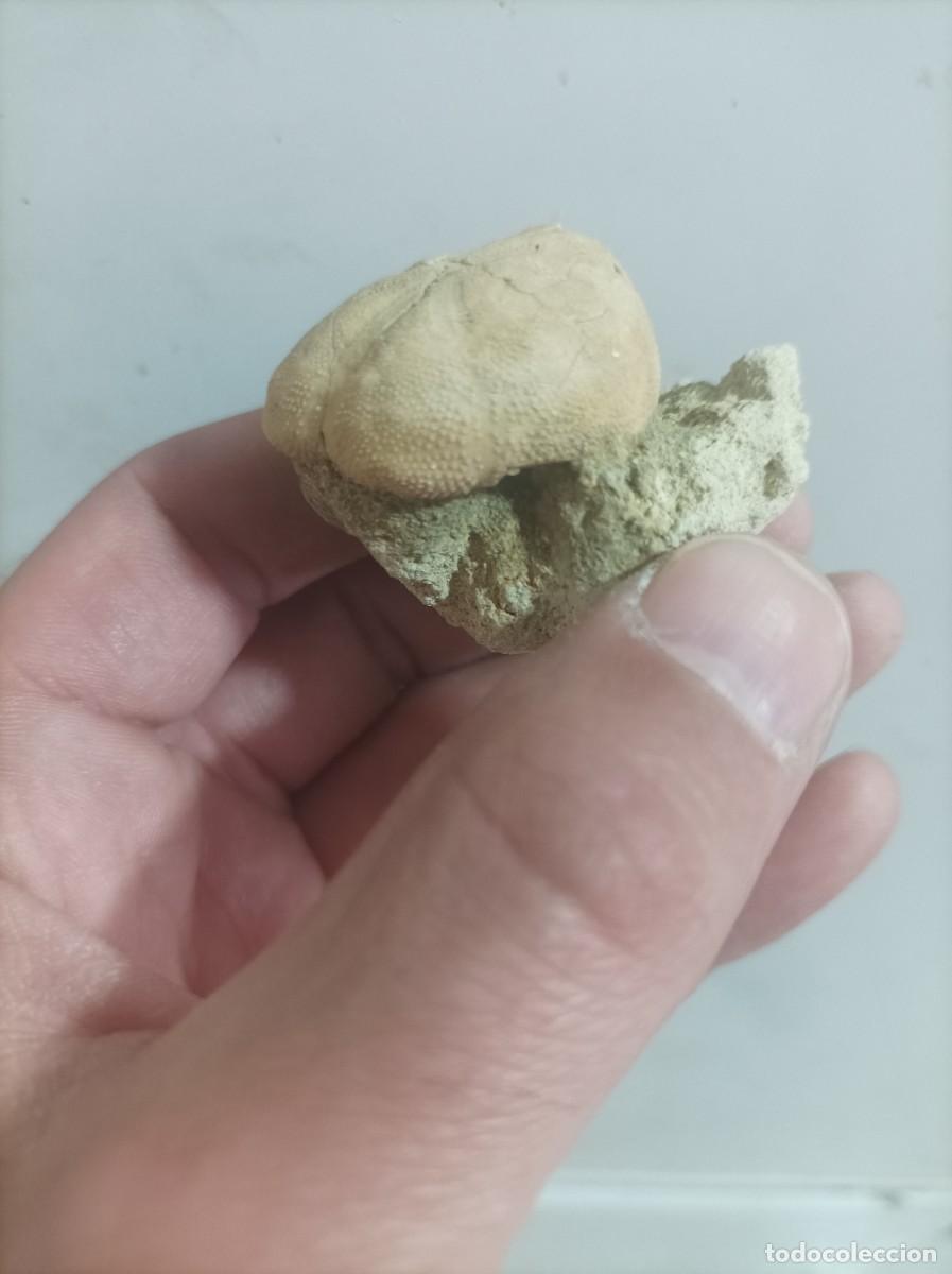 Coleccionismo de f&oacute;siles: F&oacute;siles brisus unicolor - Foto 2