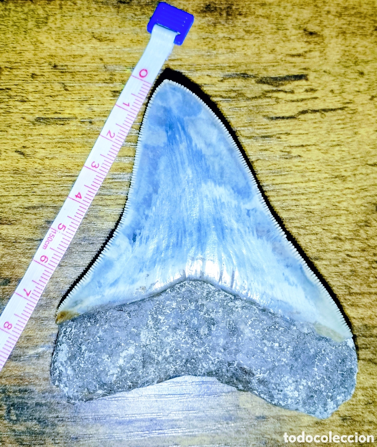 Coleccionismo de f&oacute;siles: Diente de megalodon, 94 cm - Foto 2