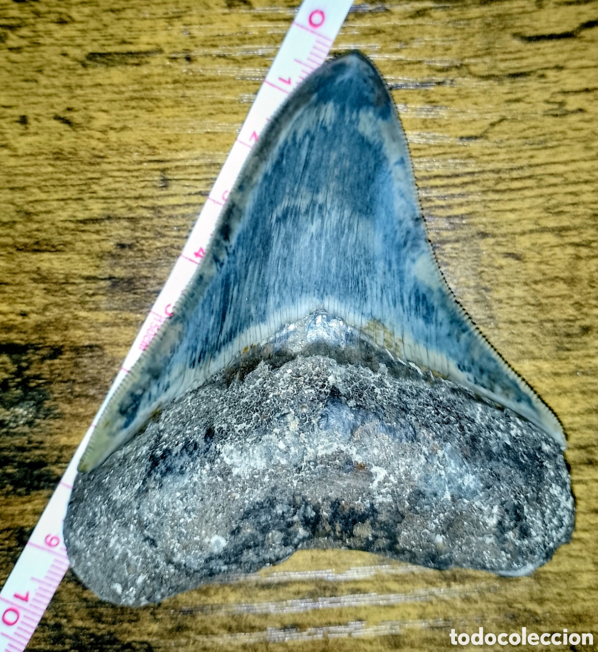 Coleccionismo de f&oacute;siles: Diente de megalodon, 94 cm - Foto 1