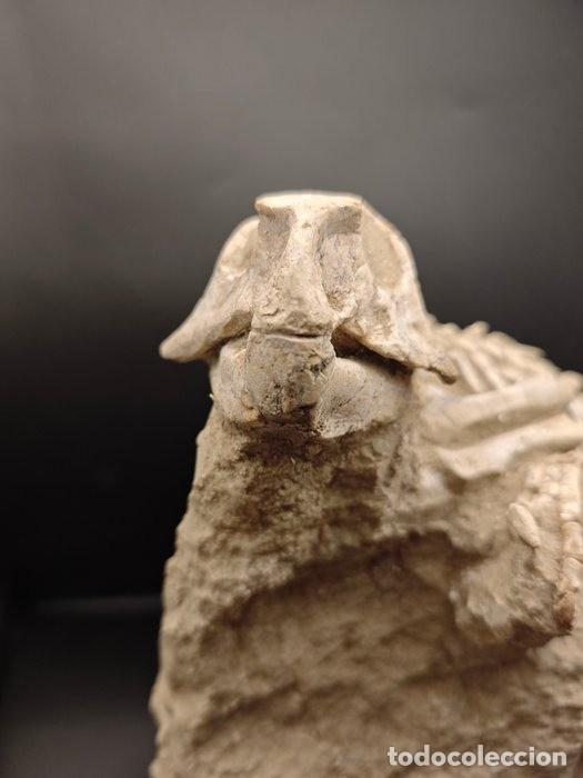 Coleccionismo de f&oacute;siles: F&oacute;sil de psitacosaurio - Foto 7