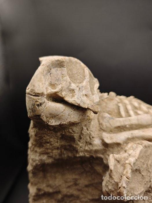 Coleccionismo de f&oacute;siles: F&oacute;sil de psitacosaurio - Foto 8
