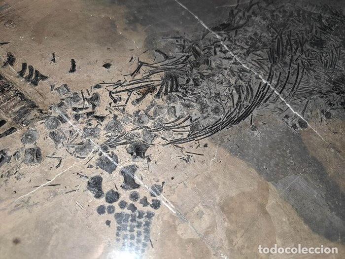 Coleccionismo de f&oacute;siles: F&oacute;siles de mixosaurio - Foto 6