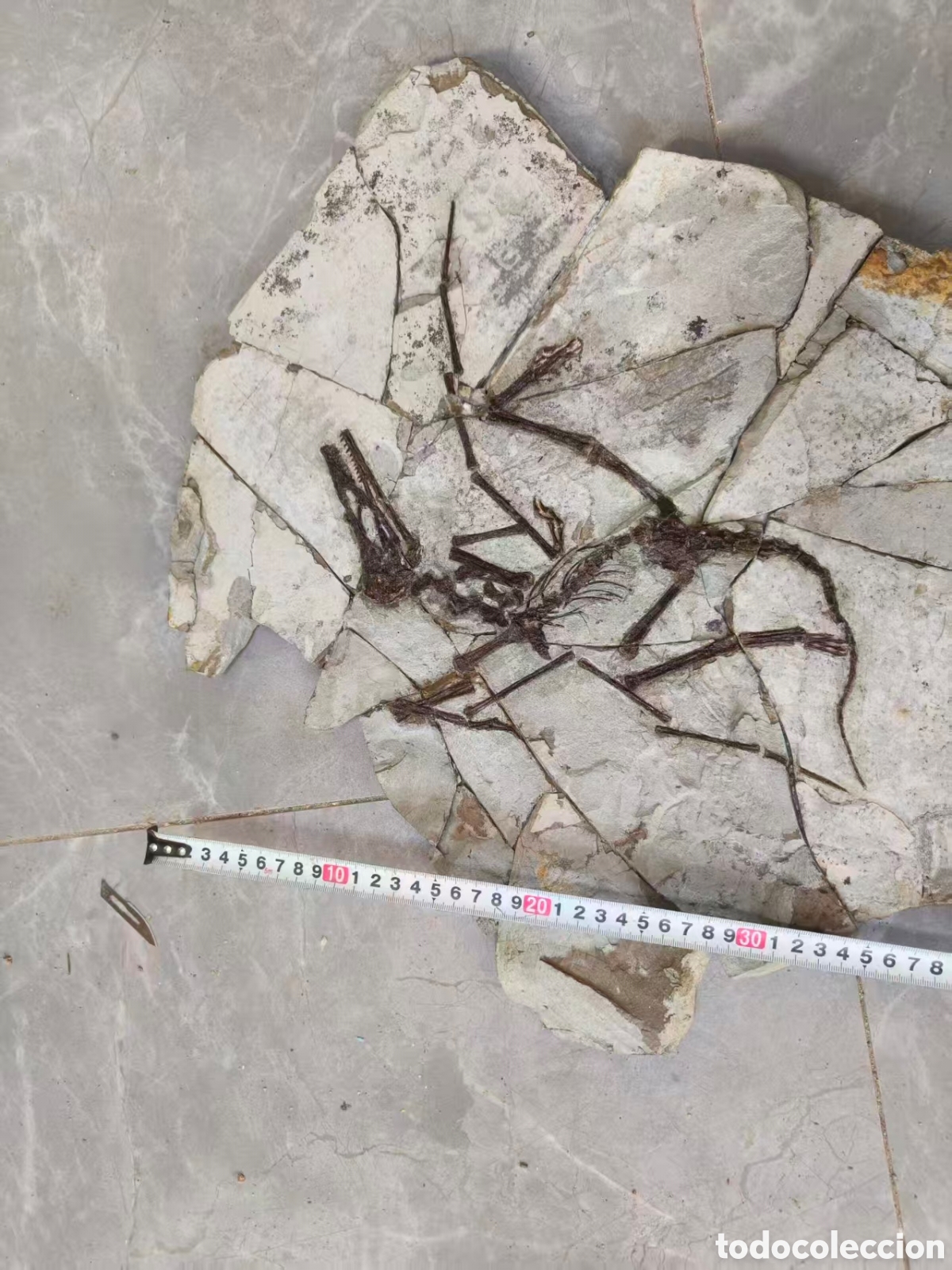 Coleccionismo de f&oacute;siles: f&oacute;siles de pterosaurios - Foto 1