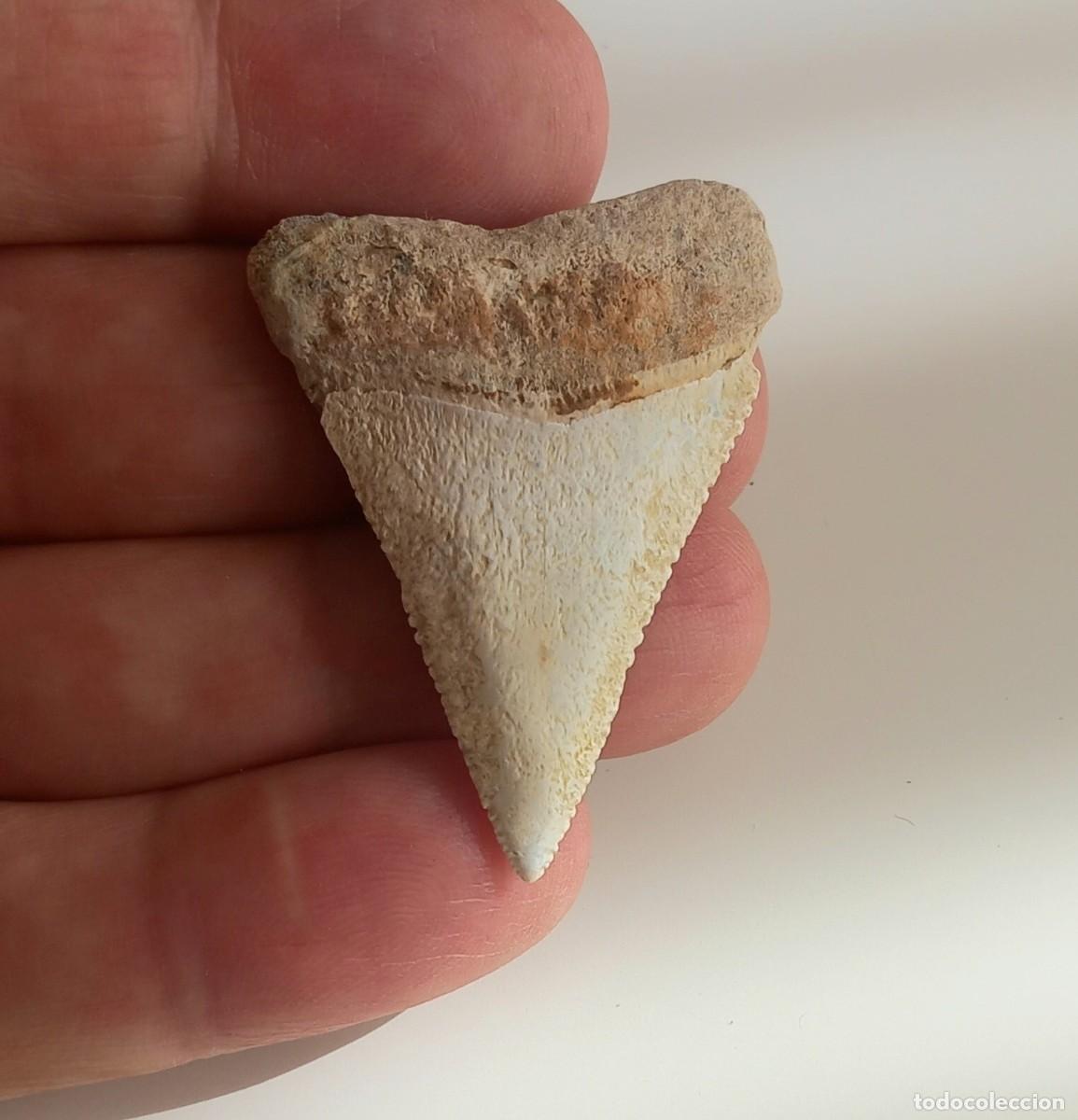 Coleccionismo de f&oacute;siles: GRAN BLANCO. DIENTE F&Oacute;SIL.