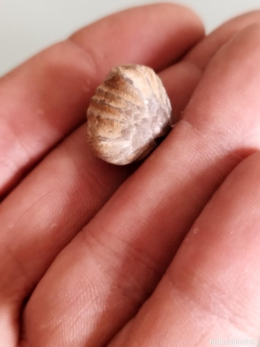 Coleccionismo de f&oacute;siles: F&oacute;sil de molusco bivalvo. - Foto 2