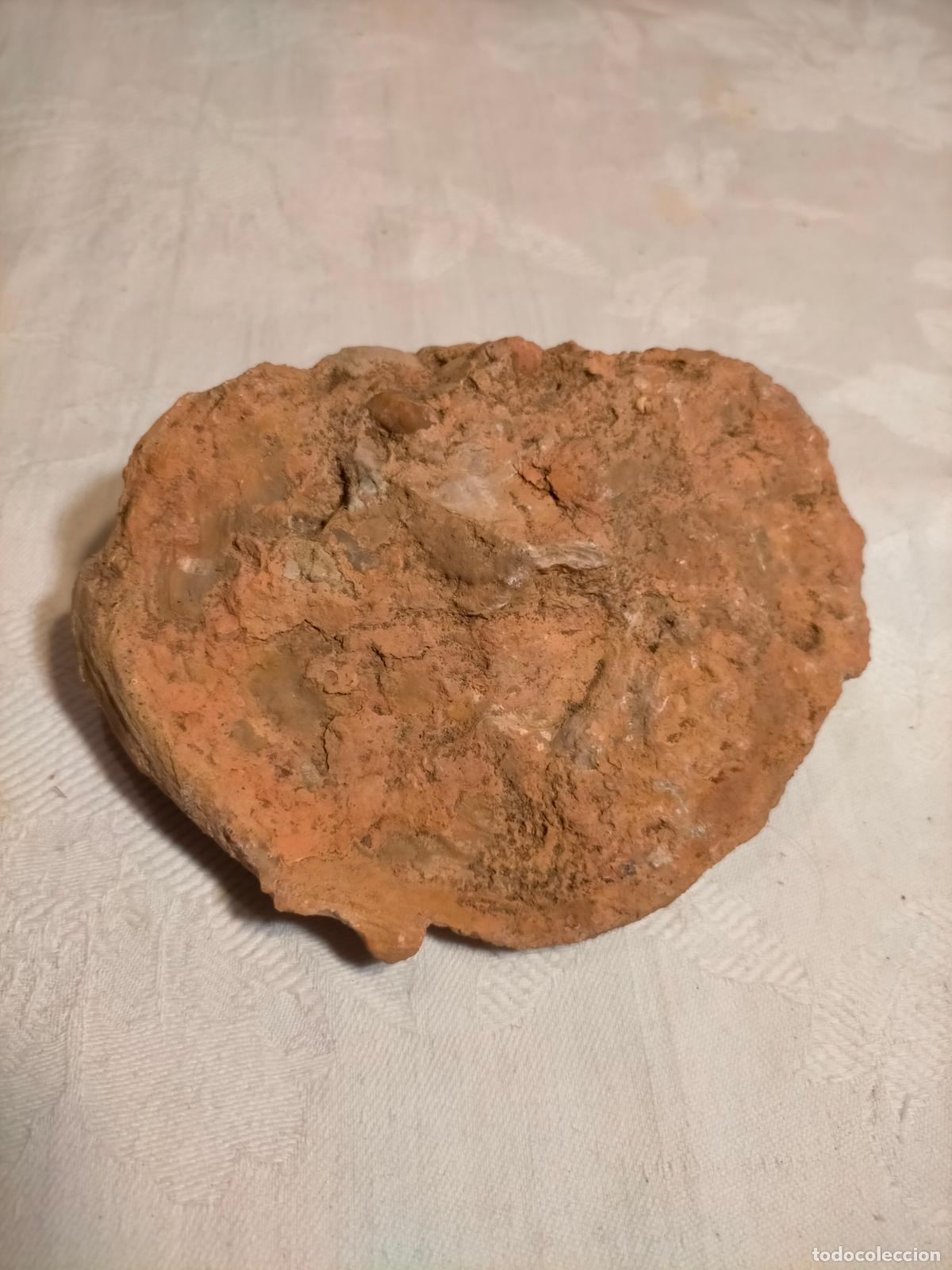 Coleccionismo de f&oacute;siles: F&oacute;sil antiguo concha valva ostra del cret&aacute;ceo oyster fossil