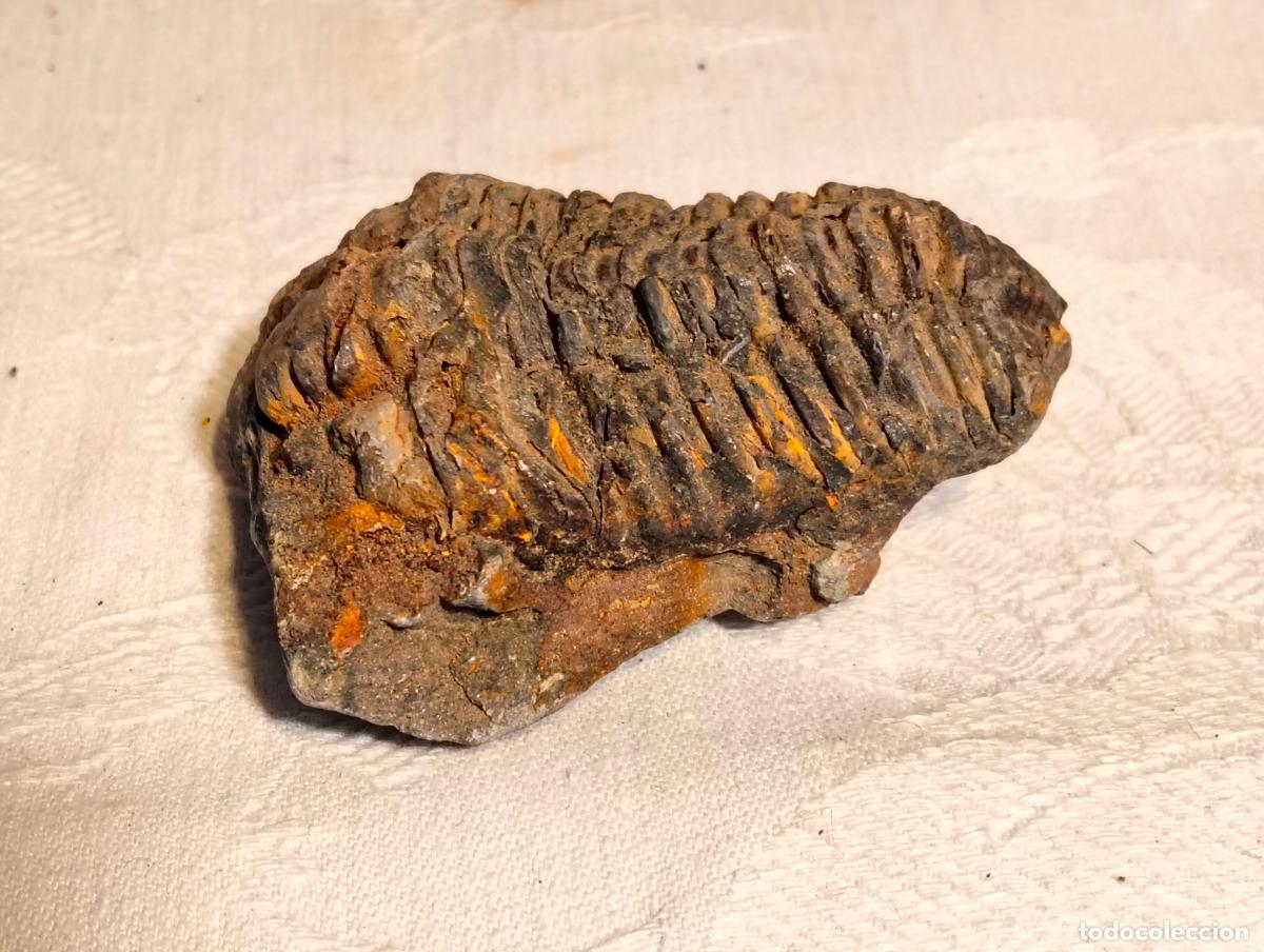 Coleccionismo de f&oacute;siles: F&oacute;sil antiguo de trilobite piedra fosilizada Metacryphaeus