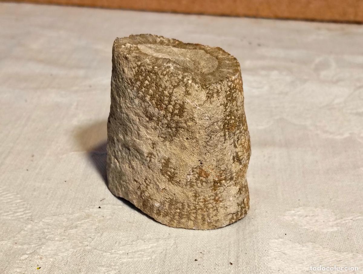 Coleccionismo de f&oacute;siles: F&oacute;sil antiguo de rama o &aacute;rbol piedra fosilizada planta o animal