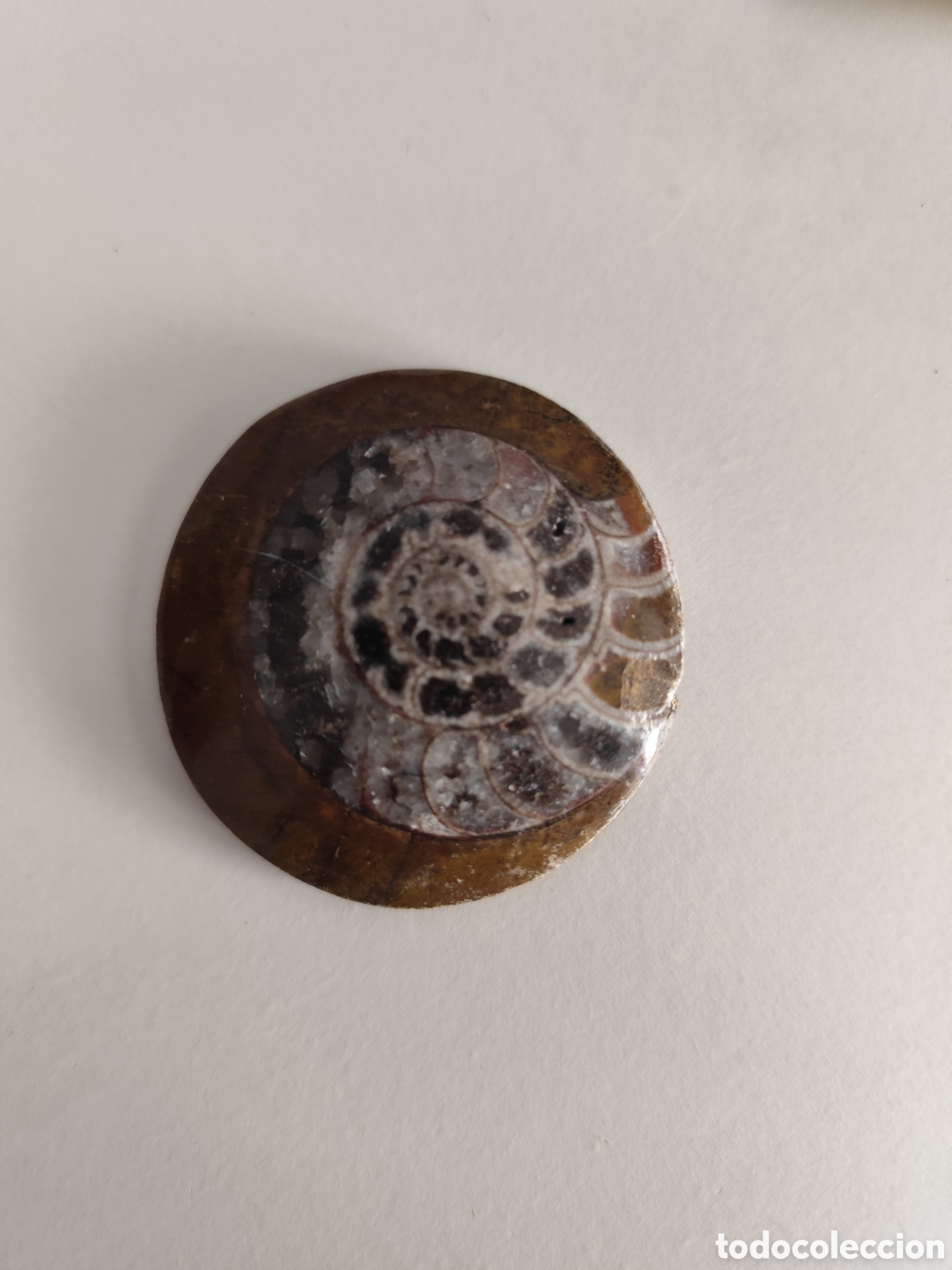 Coleccionismo de f&oacute;siles: F&oacute;sil de amonite pulido