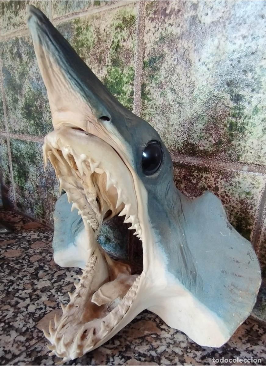 Coleccionismo de f&oacute;siles: CABEZA DE TIBURON MARRAJO DISECADA MIDE 28/27/12 CM TAXIDERMIA