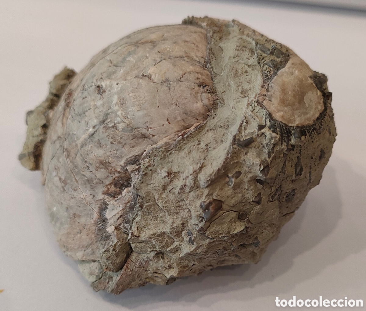 Coleccionismo de f&oacute;siles: 2 F&oacute;siles sin identificar Posible BRAQUI&Oacute;PODOS