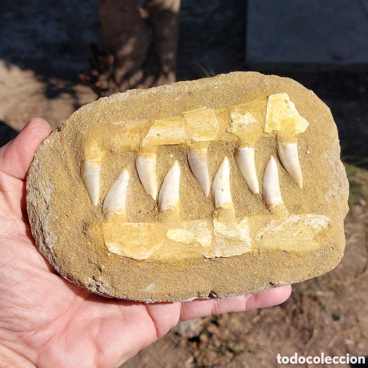Coleccionismo de f&oacute;siles: Enchodus Matriz F&oacute;sil Marruecos 17cm 1125 gramos