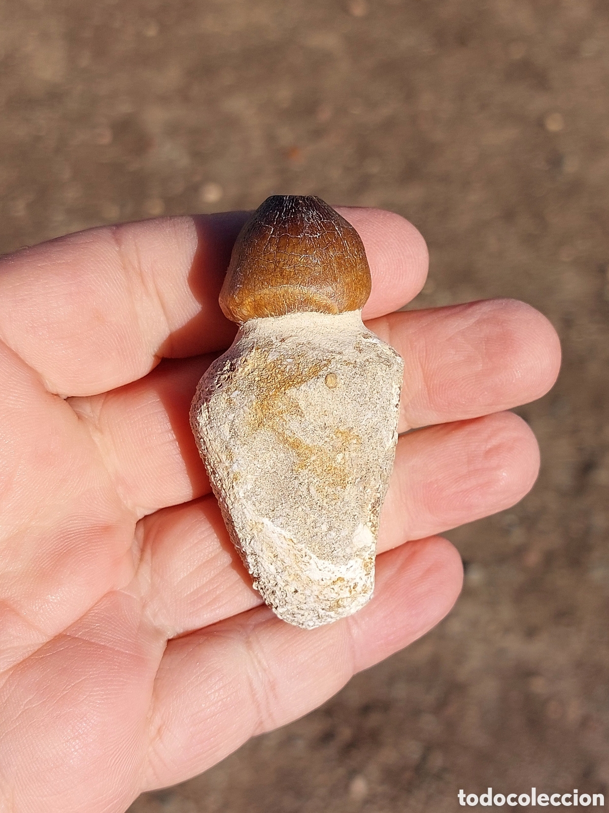 Fossil Collection: Diente F&oacute;sil de Globidens del Cret&aacute;cico 6,9cm