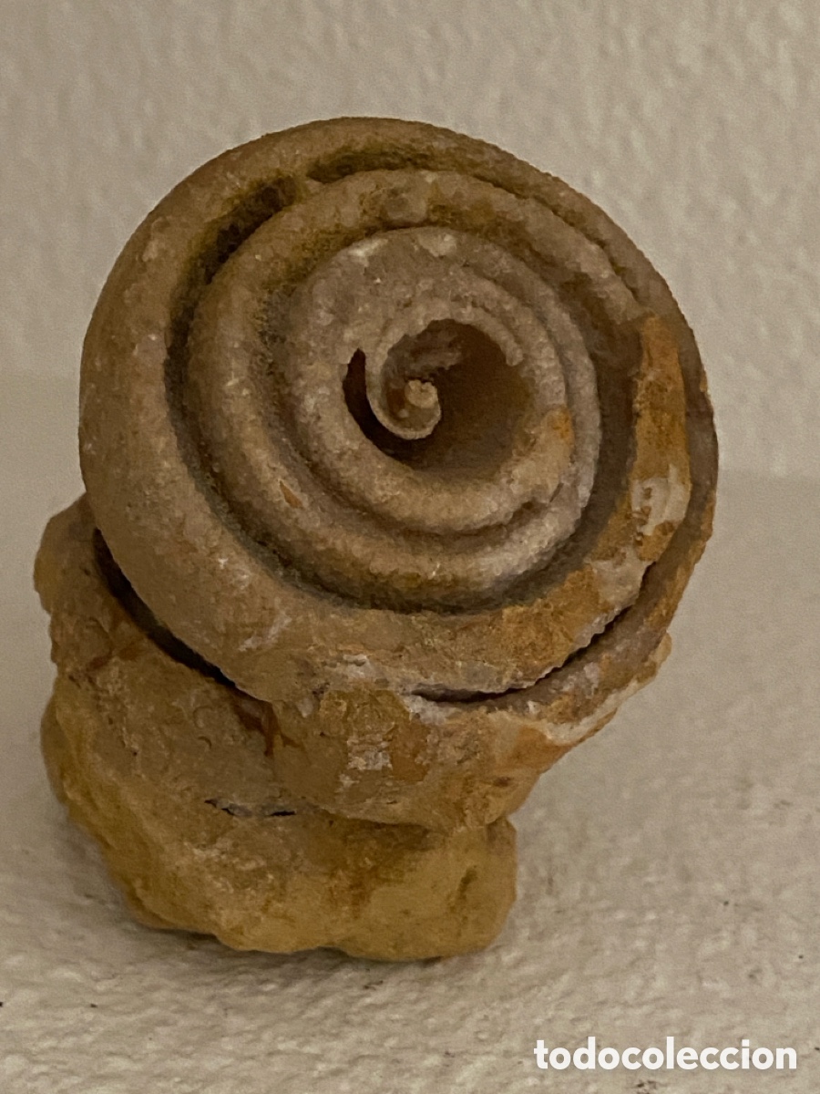 Coleccionismo de f&oacute;siles: Magnifico f&oacute;sil buen estado